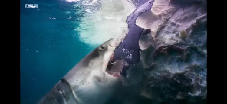 Great white shark (Carcharodon carcharias) as shown in Blue Planet II - Big Blue